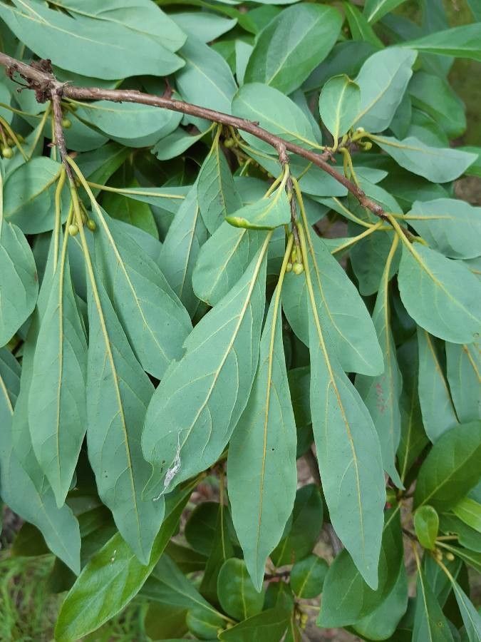 Lindera erythrocarpa leaf