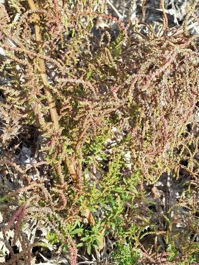 Dysphania botrys flower