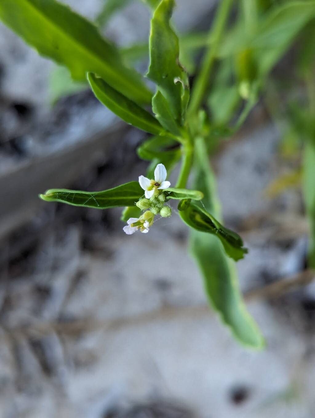 Cakile lanceolata flower