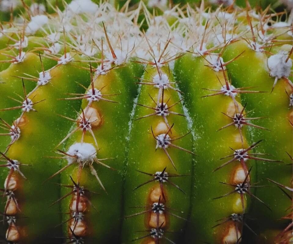 Parodia allosiphon — related species from the same genus