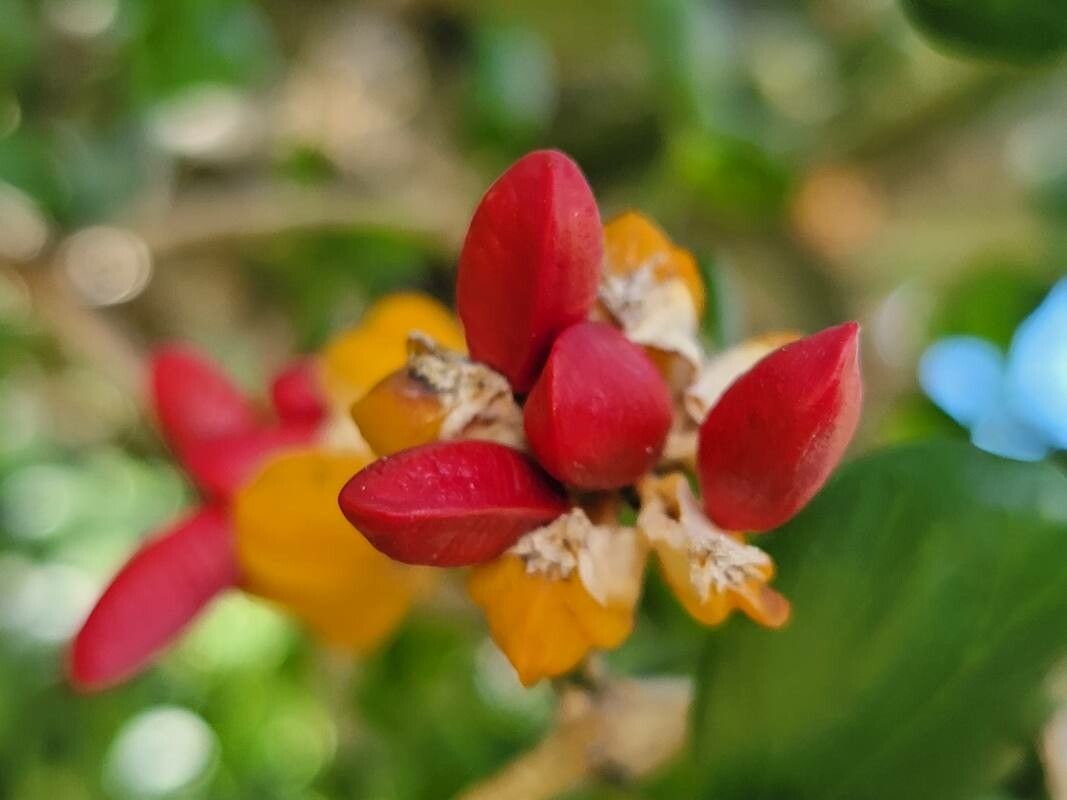 Euphorbia cyathophora fruit