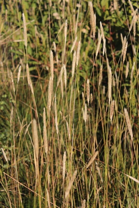 Cenchrus sphacelatus — houseplant care guide