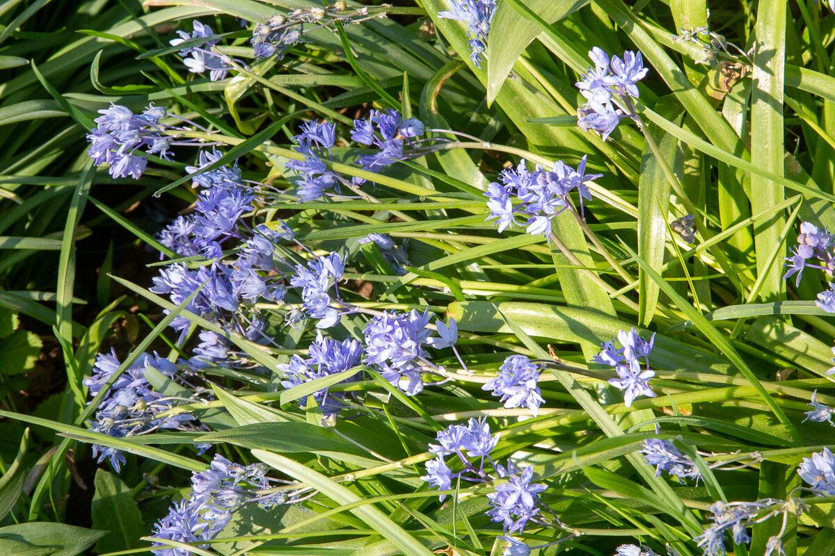 Scilla litardierei flower