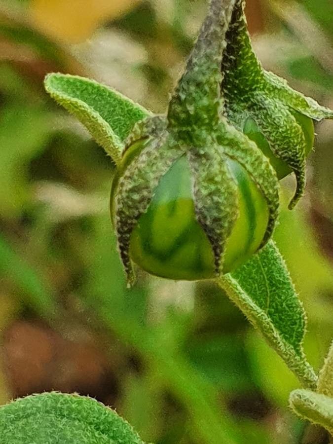 Solanum hastifolium fruit