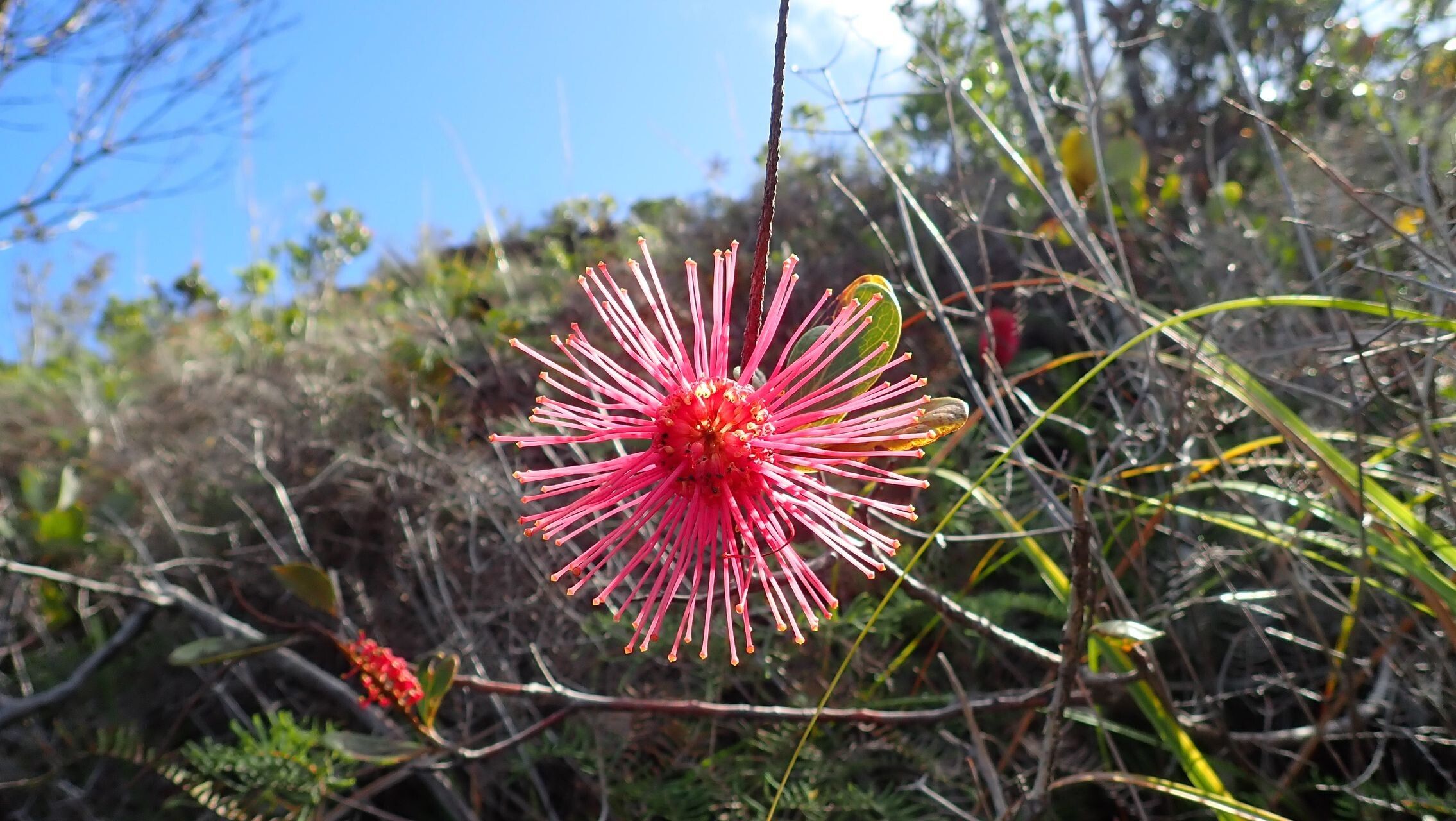 Grevillea nepwiensis flower