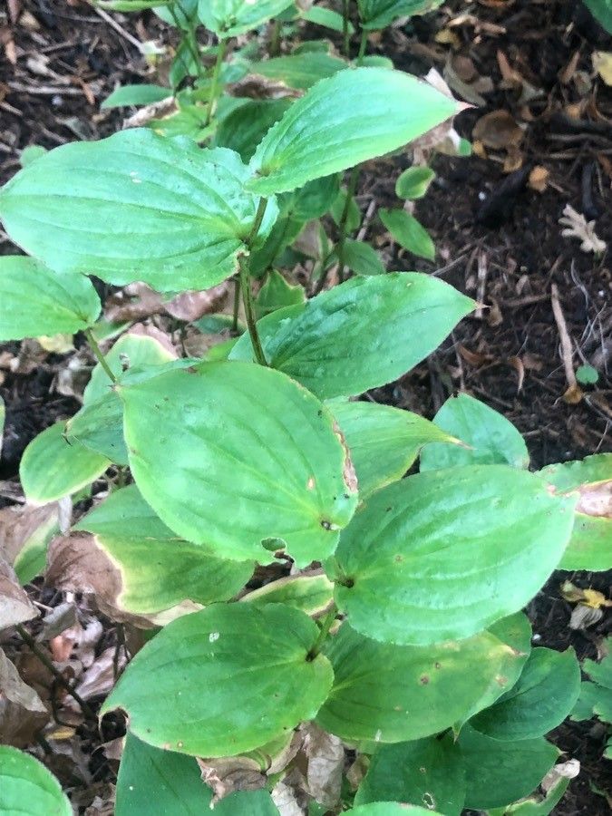 Tricyrtis macropoda — search result for 'Tricyrtis'