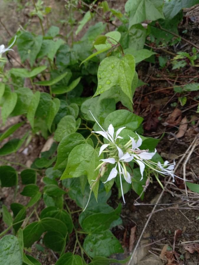 Bauhinia divaricata leaf