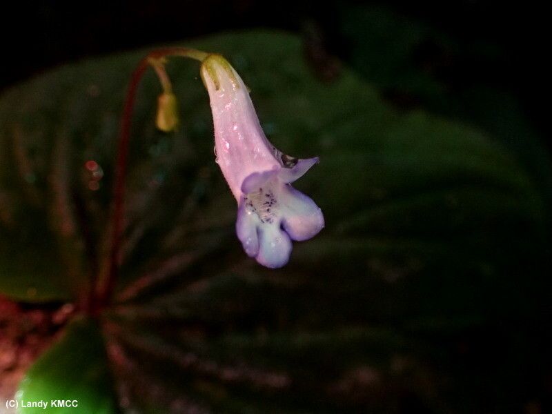 Streptocarpus hildebrandtii flower