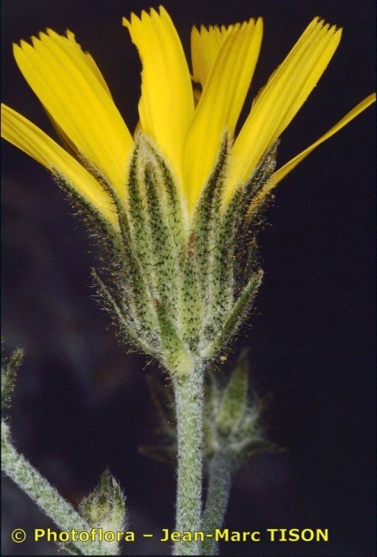 Hieracium sutteri — houseplant care guide