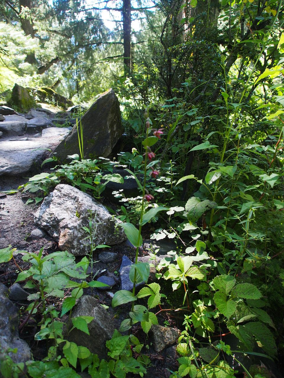 Epipactis royleana habit