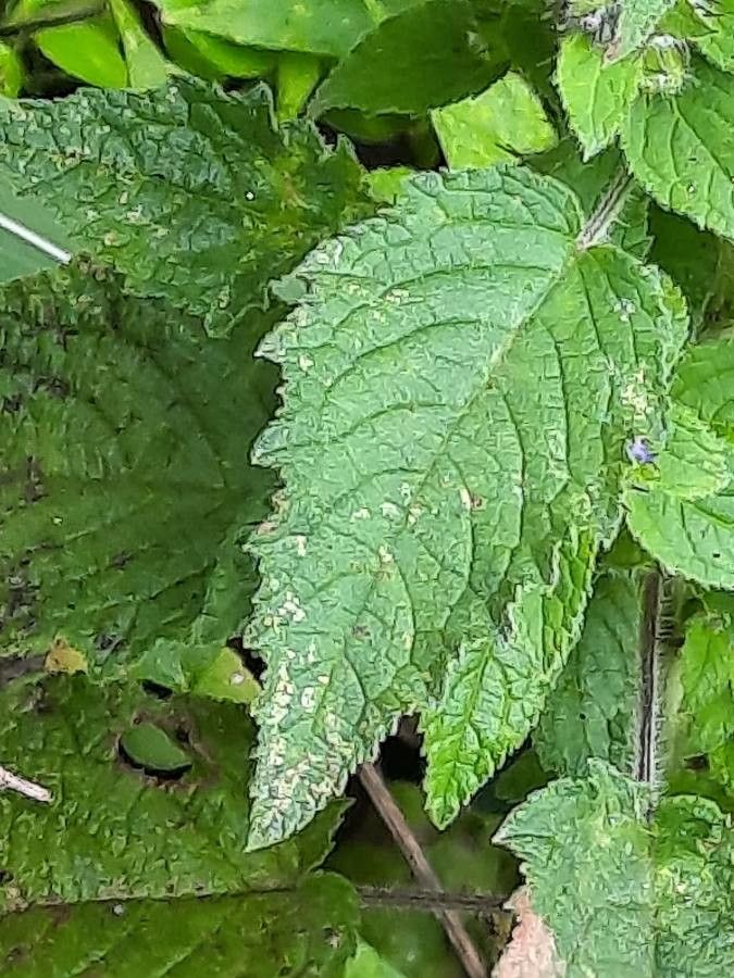 Mesosphaerum suaveolens — search result for 'Central Africa'