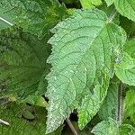 Mesosphaerum suaveolens