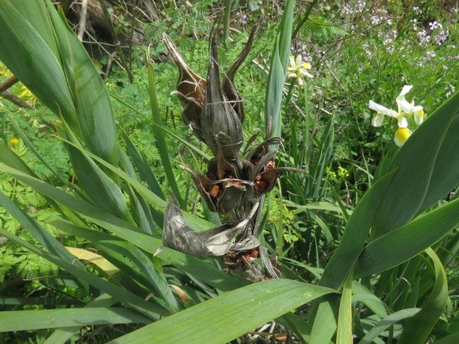 Iris orientalis fruit