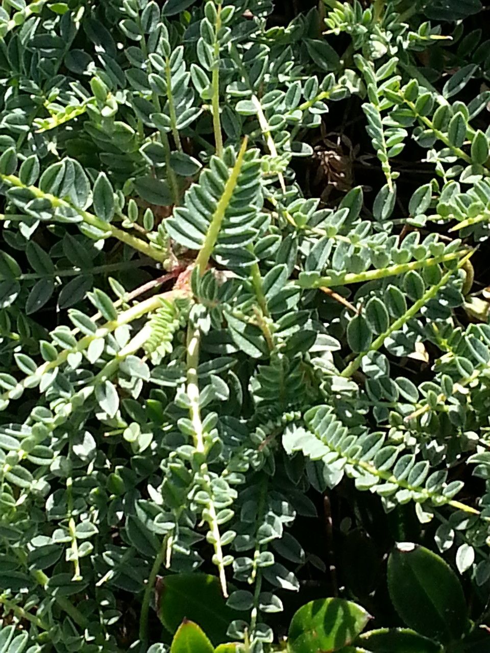 Astragalus terraccianoi leaf