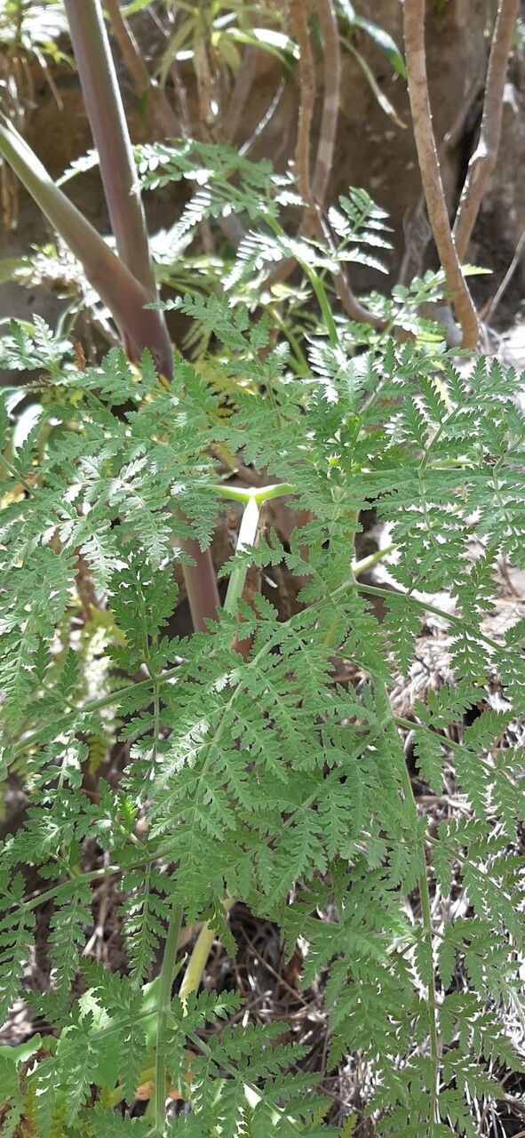 Todaroa montana — related species from the same genus