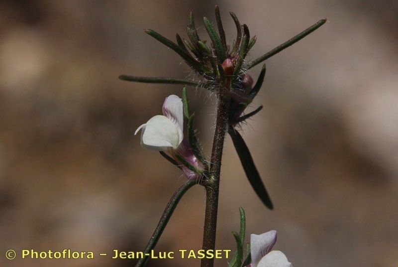 Misopates microcarpum — related species from the same genus