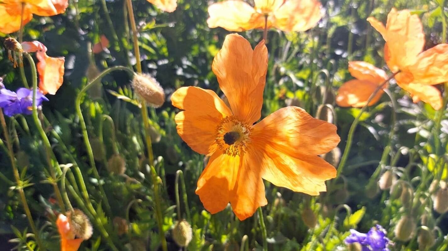 Papaver atlanticum flower