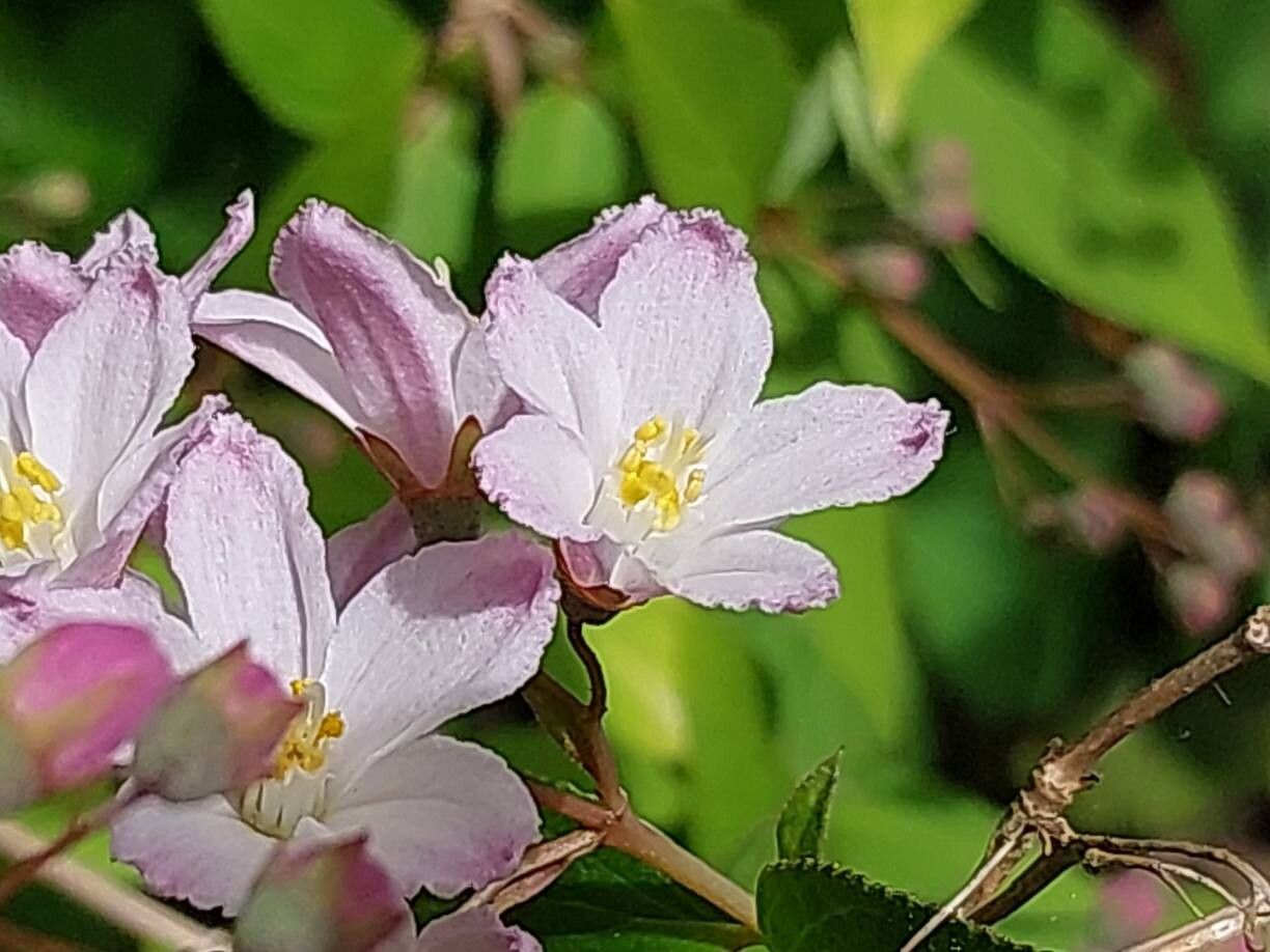 Deutzia monbeigii flower
