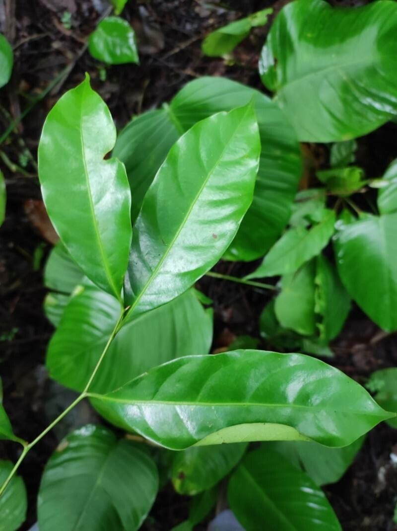 Pouteria chiricana — houseplant care guide