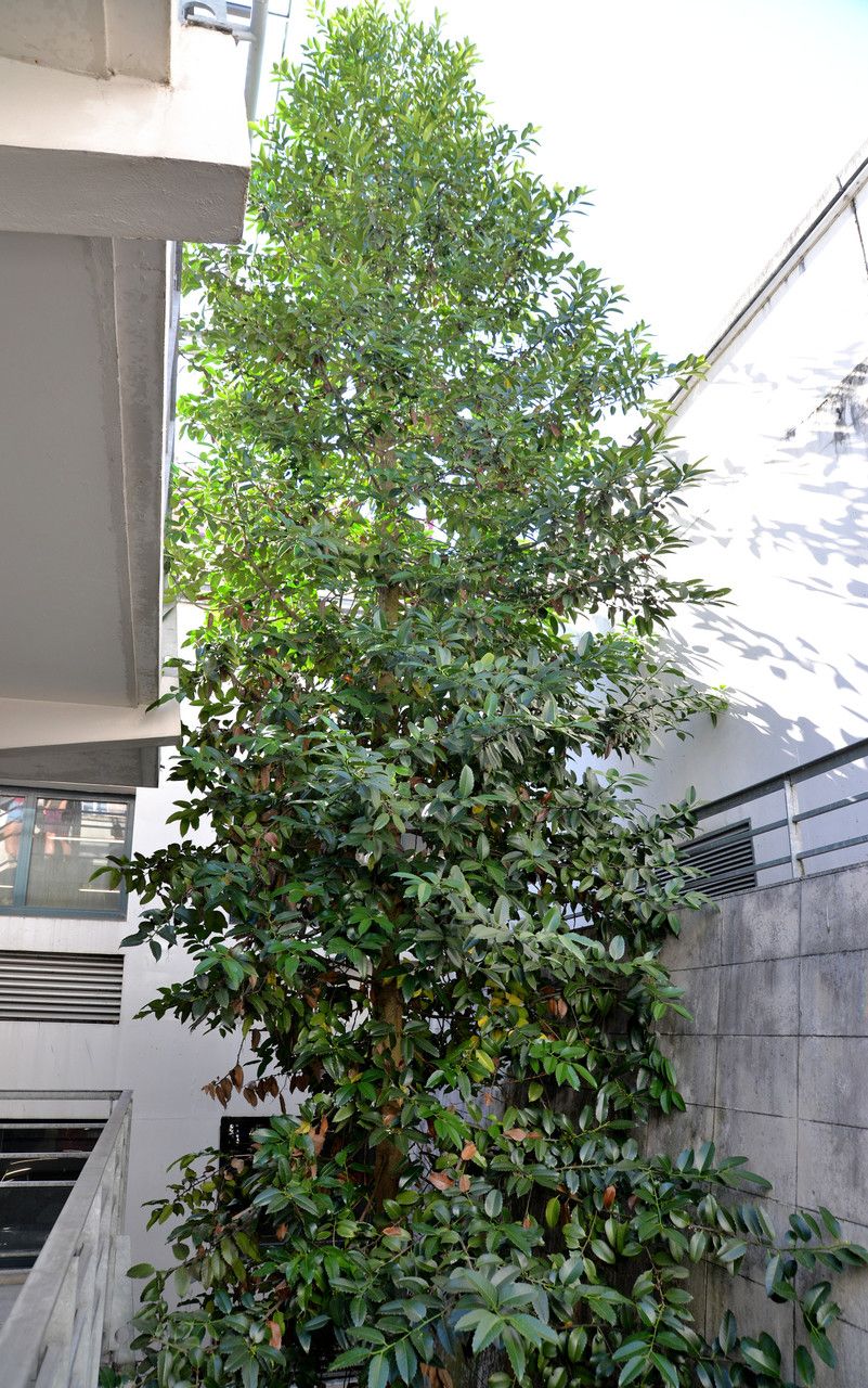 Ilex dipyrena habit