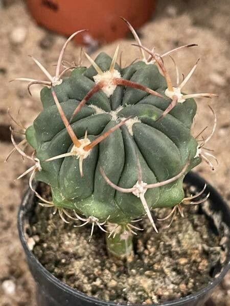 Stenocactus coptonogonus bark