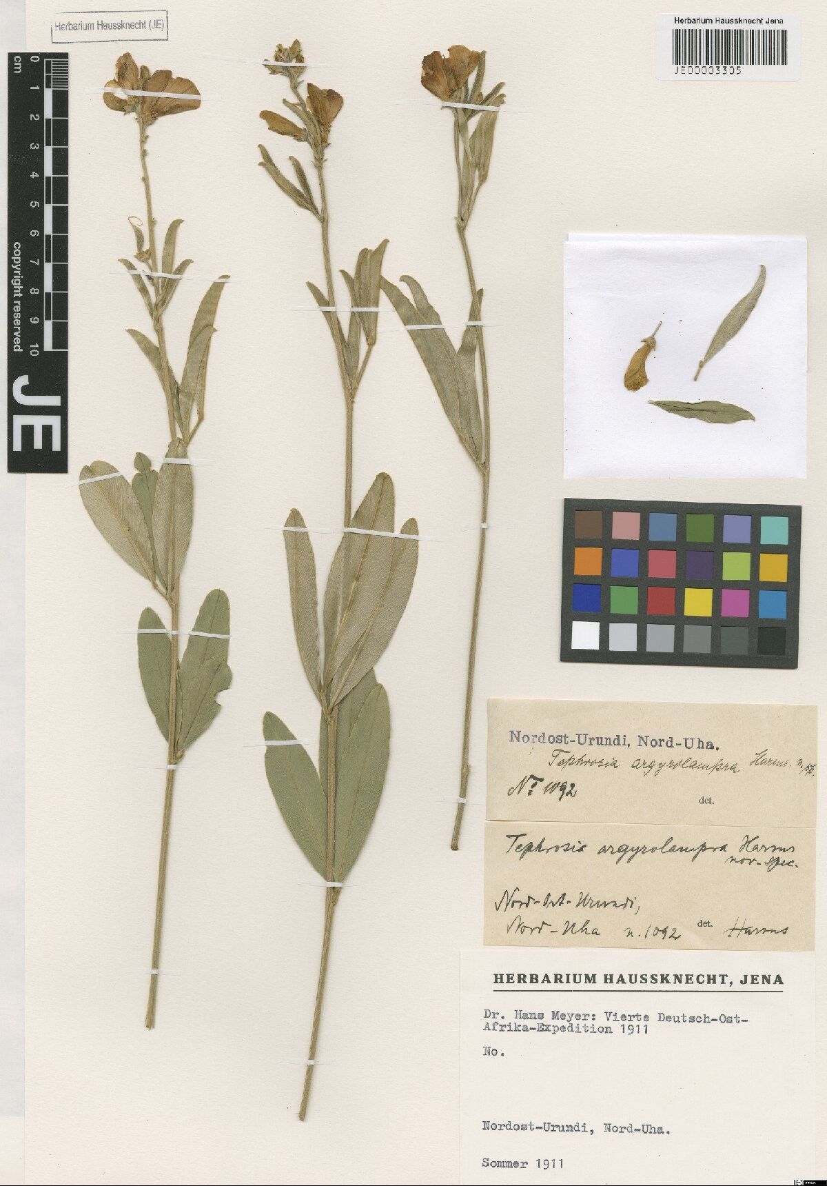 Tephrosia argyrolampra — related species from the same genus