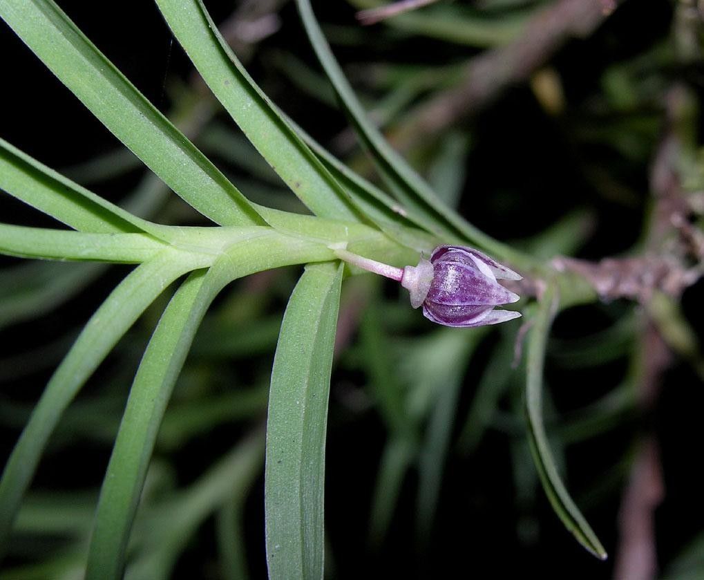 Dichaea acroblephara bark