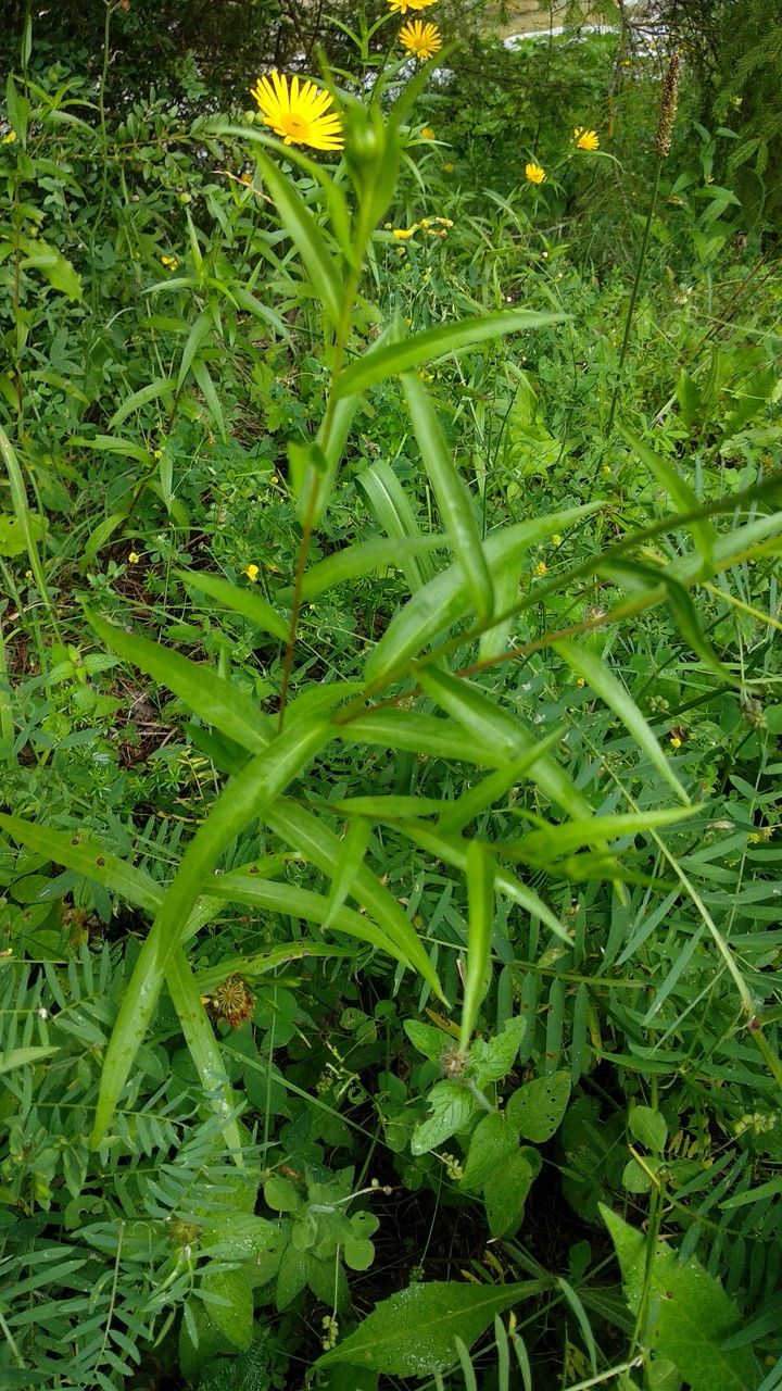Buphthalmum salicifolium leaf