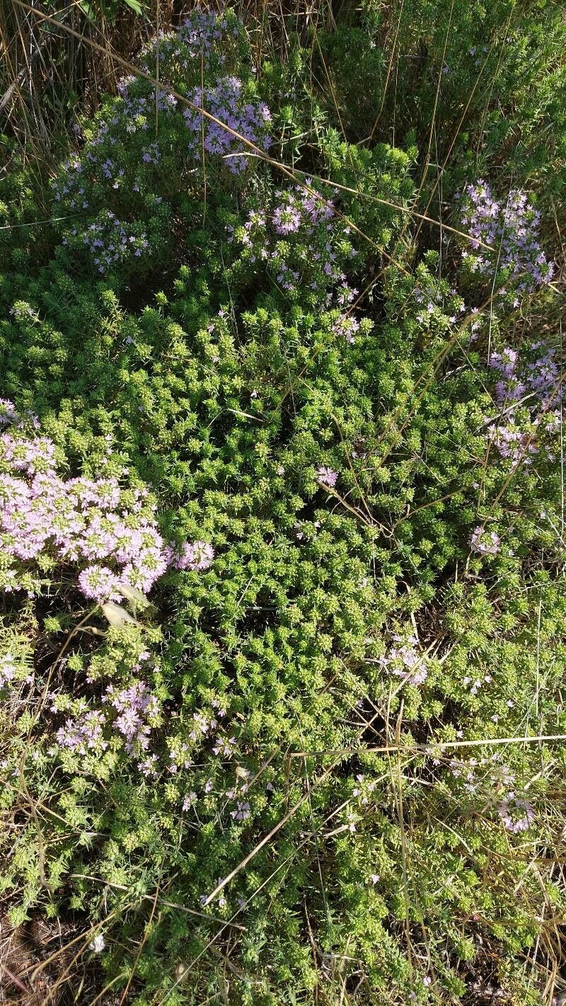 Thymus revolutus habit