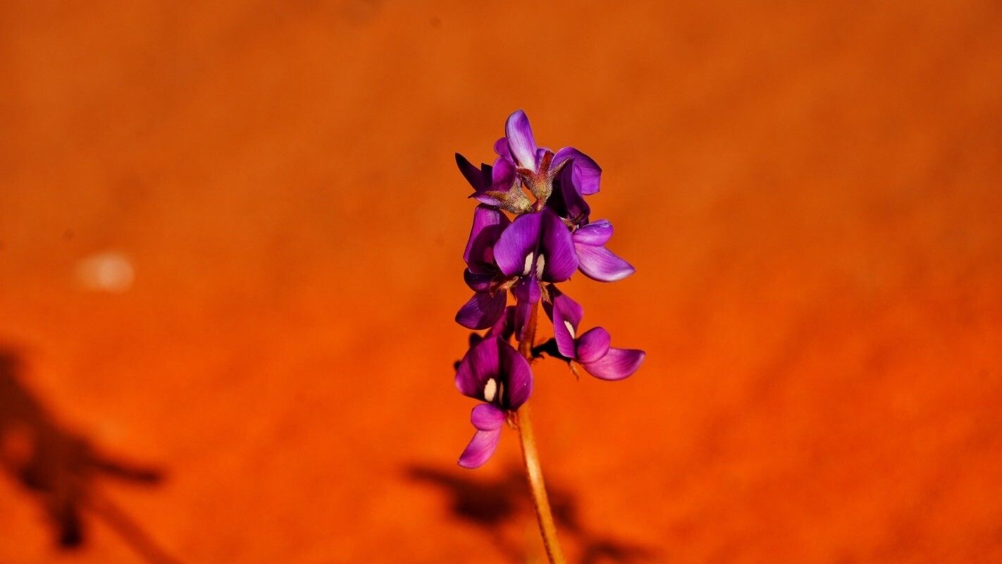 Swainsona maccullochiana — related species from the same genus