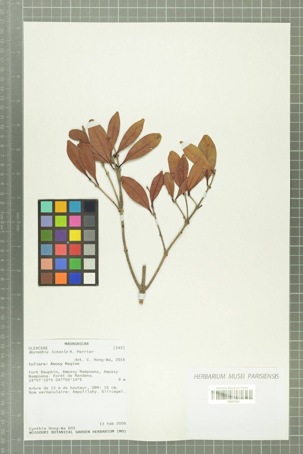 Noronhia luteola — houseplant care guide