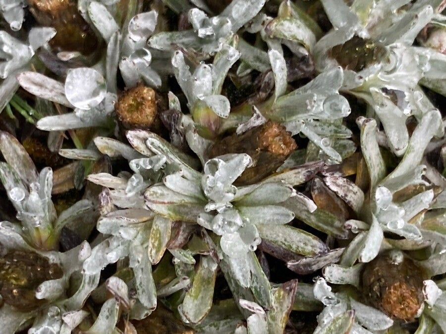 Belloa kunthiana flower