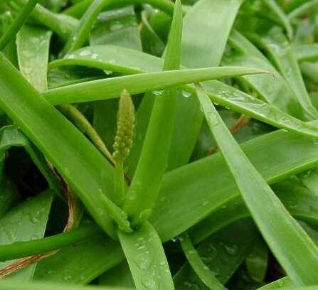 Bulbine alooides — related species from the same genus
