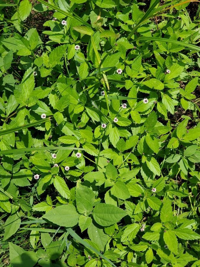 Phyla lanceolata habit