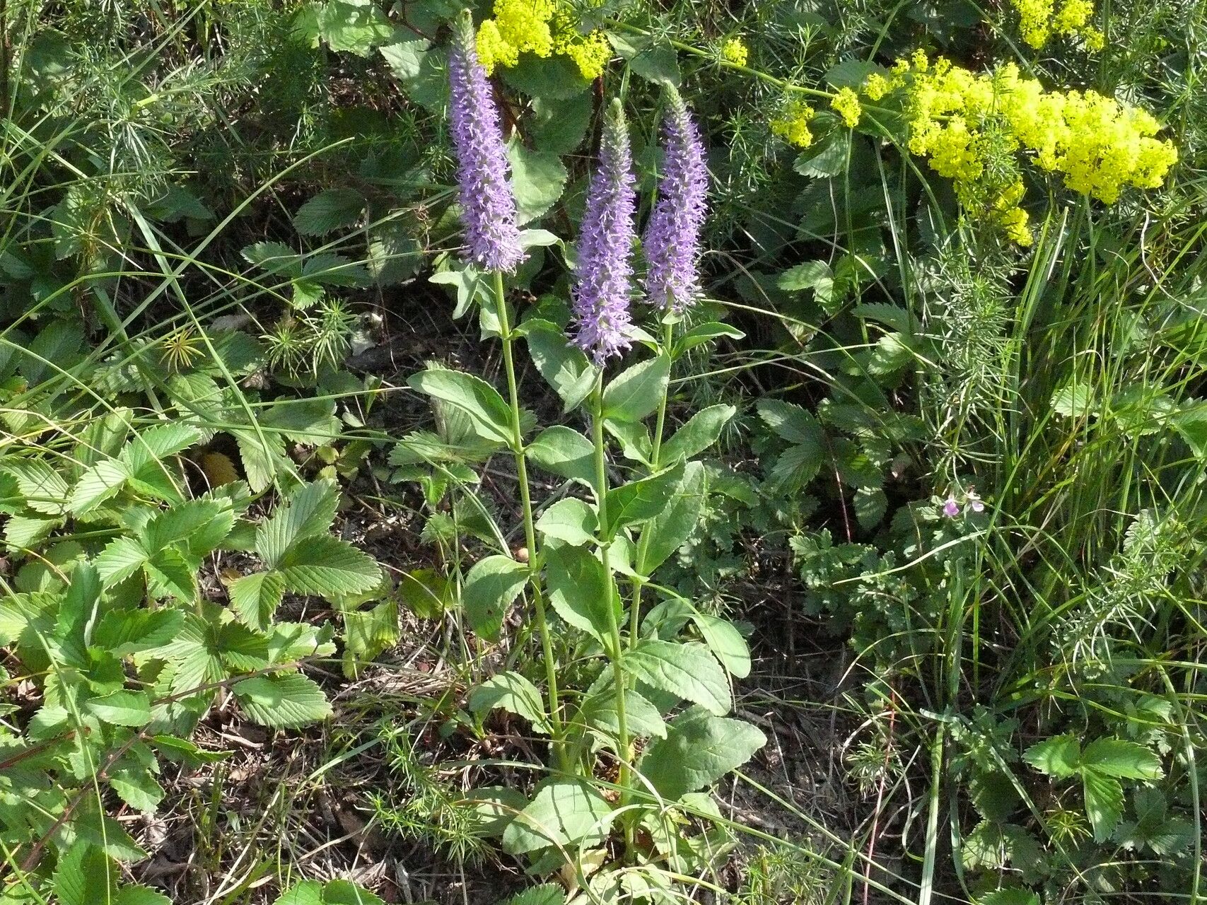 Veronica orchidea flower