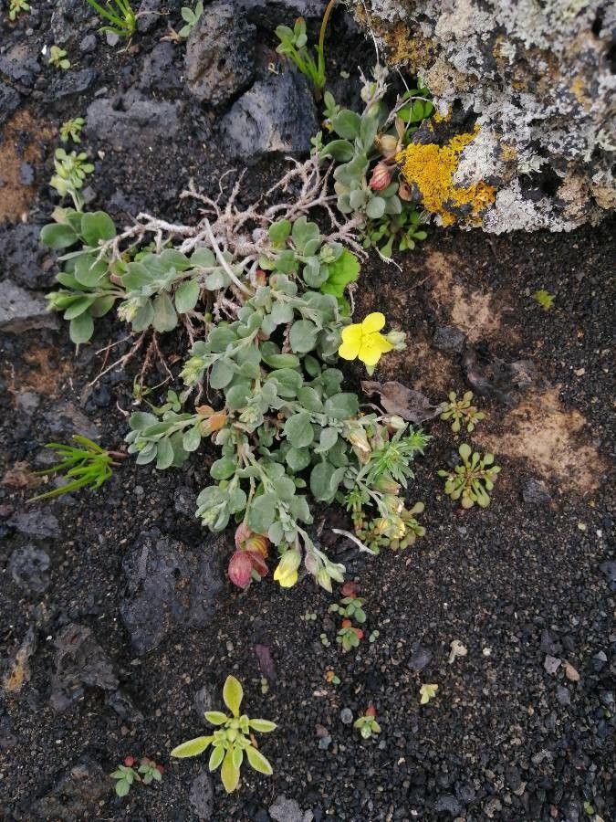 Helianthemum canariense flower