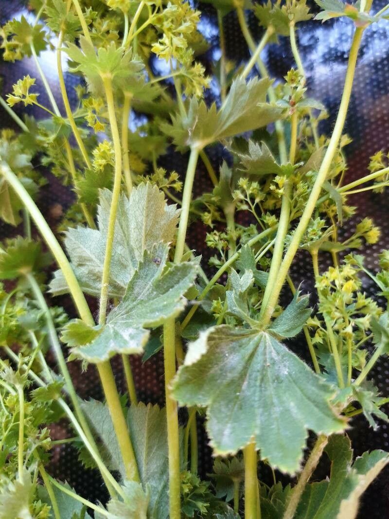 Alchemilla fissa leaf