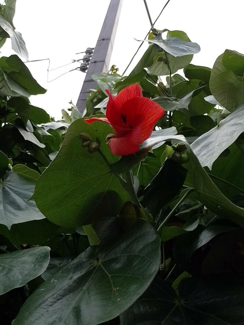 Hibiscus tiliaceus flower