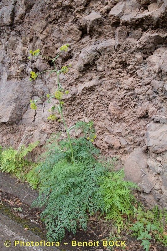 Ferula latipinna habit