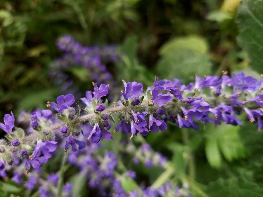 Ajuga macrosperma — search result for 'Ajuga'