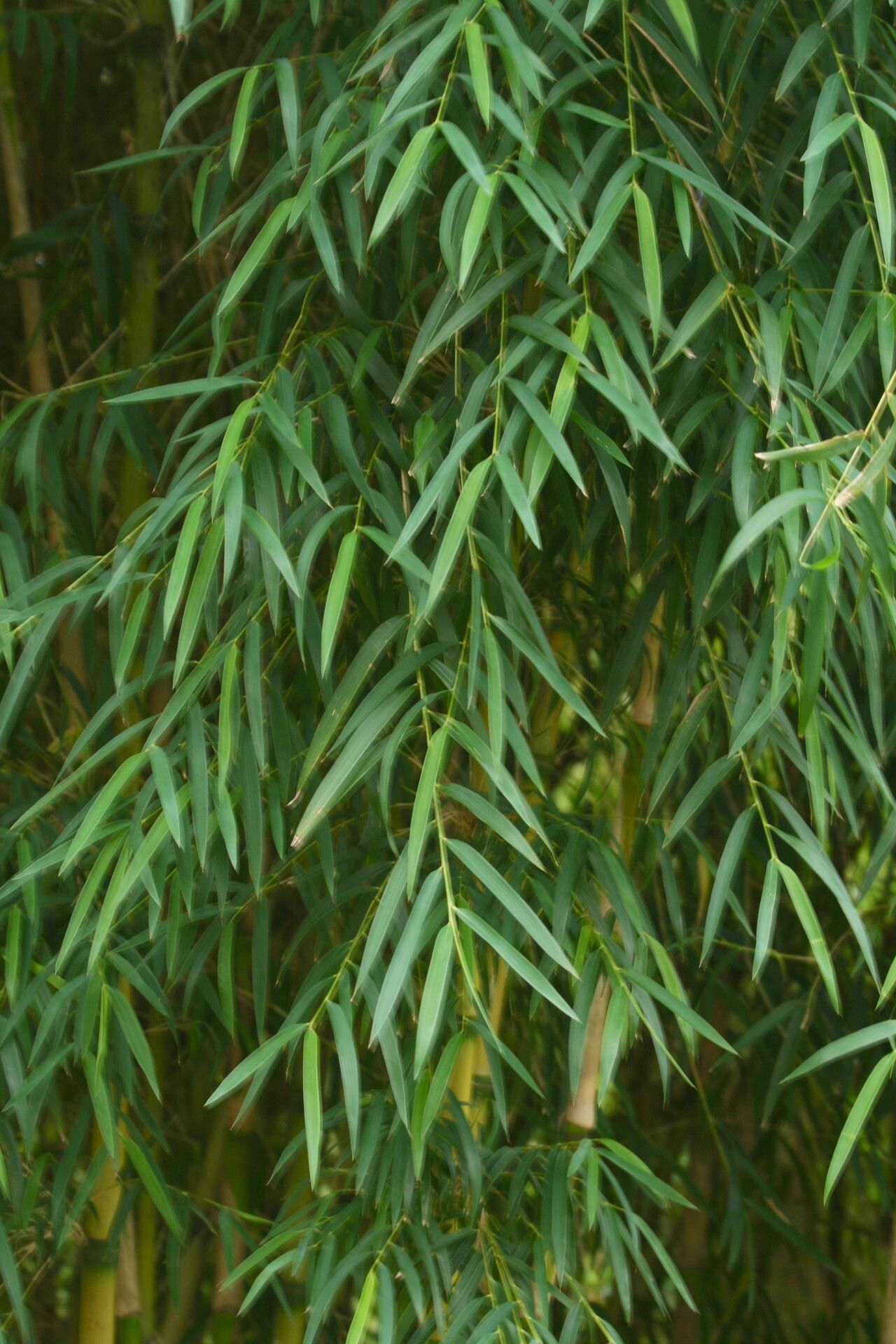 Chusquea culeou leaf