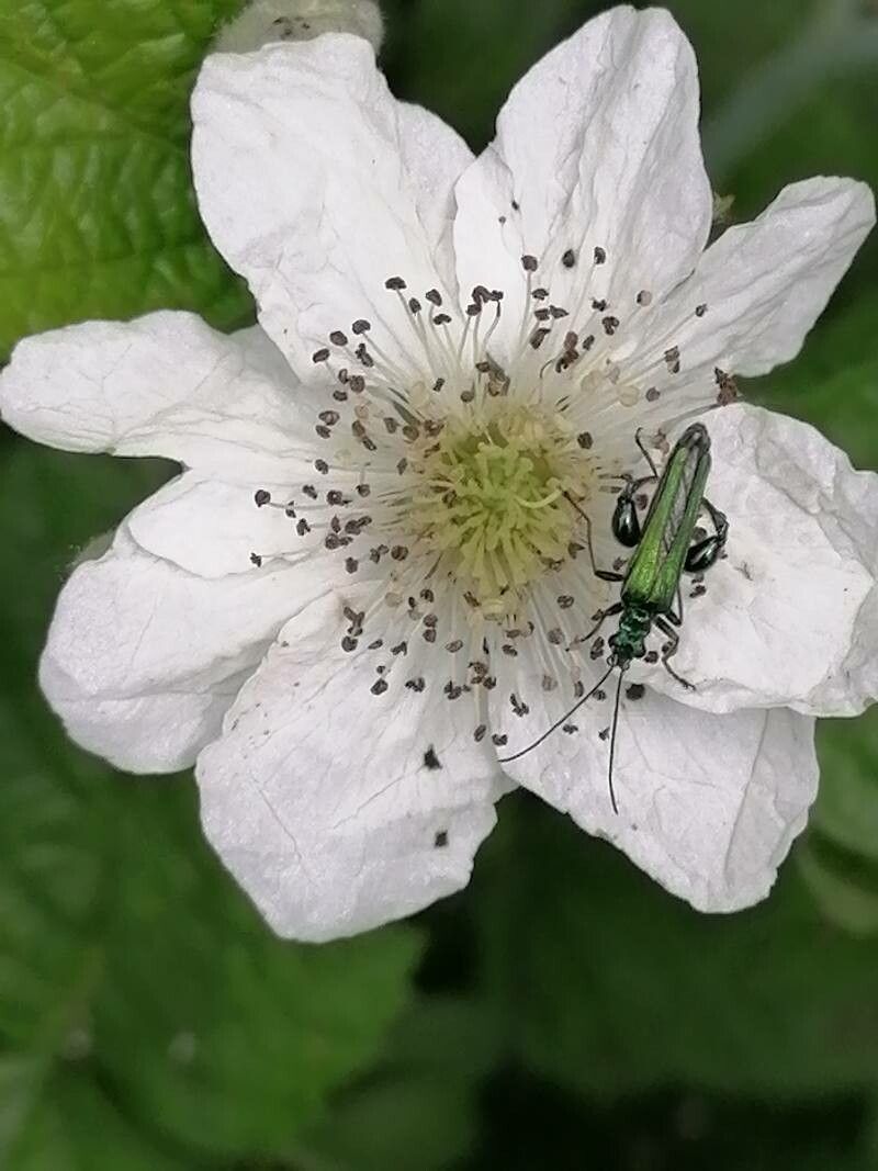 Rubus pruinosus flower