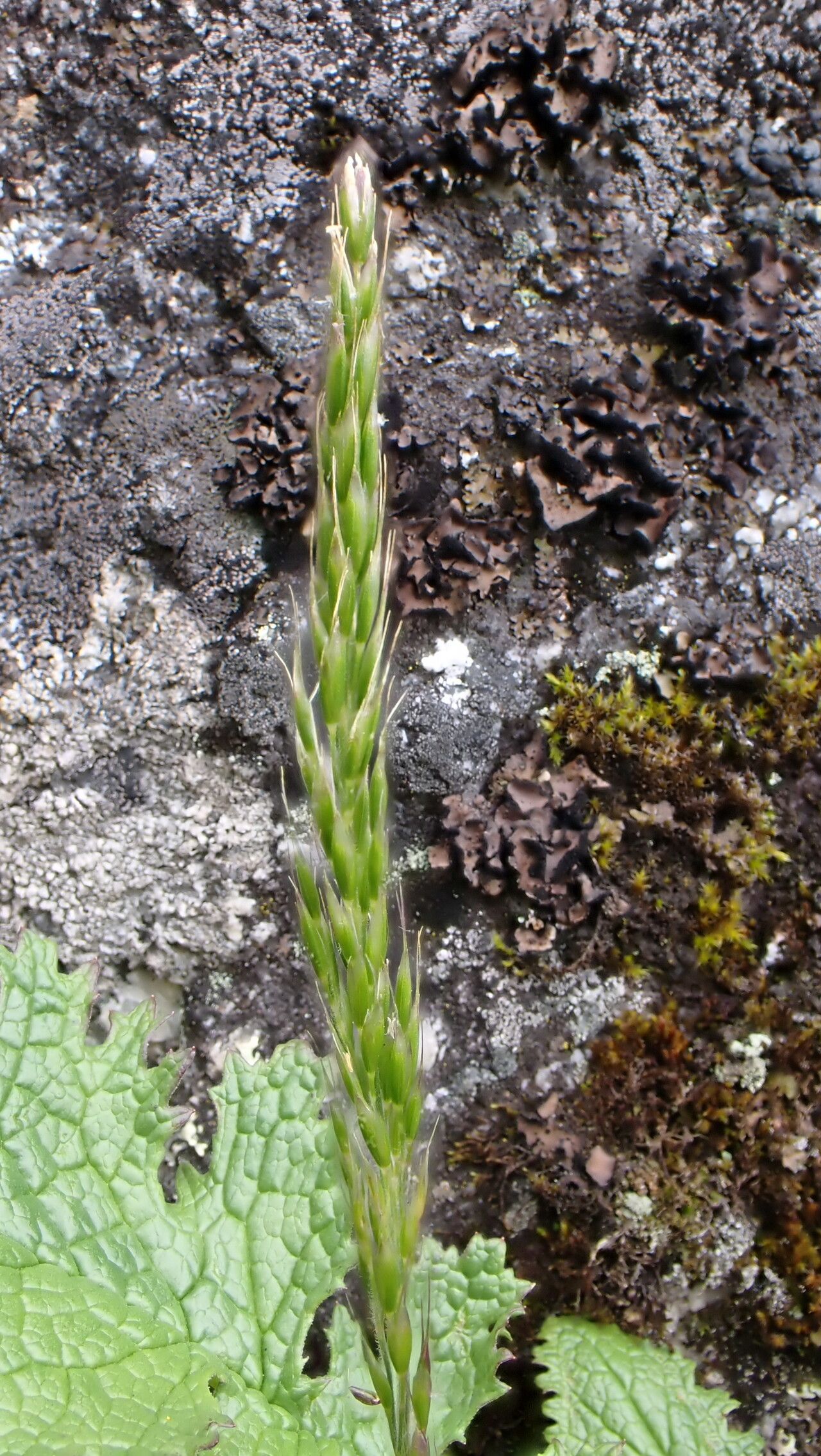 Koeleria spicata fruit