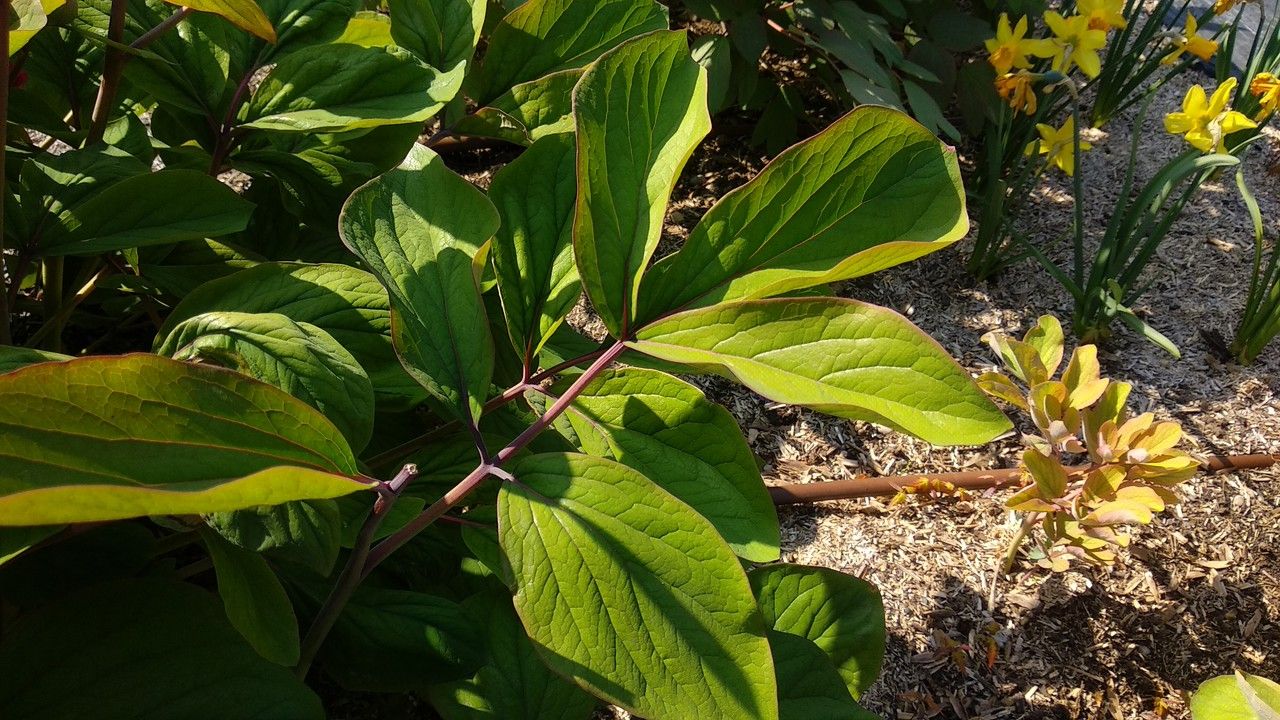 Paeonia daurica leaf