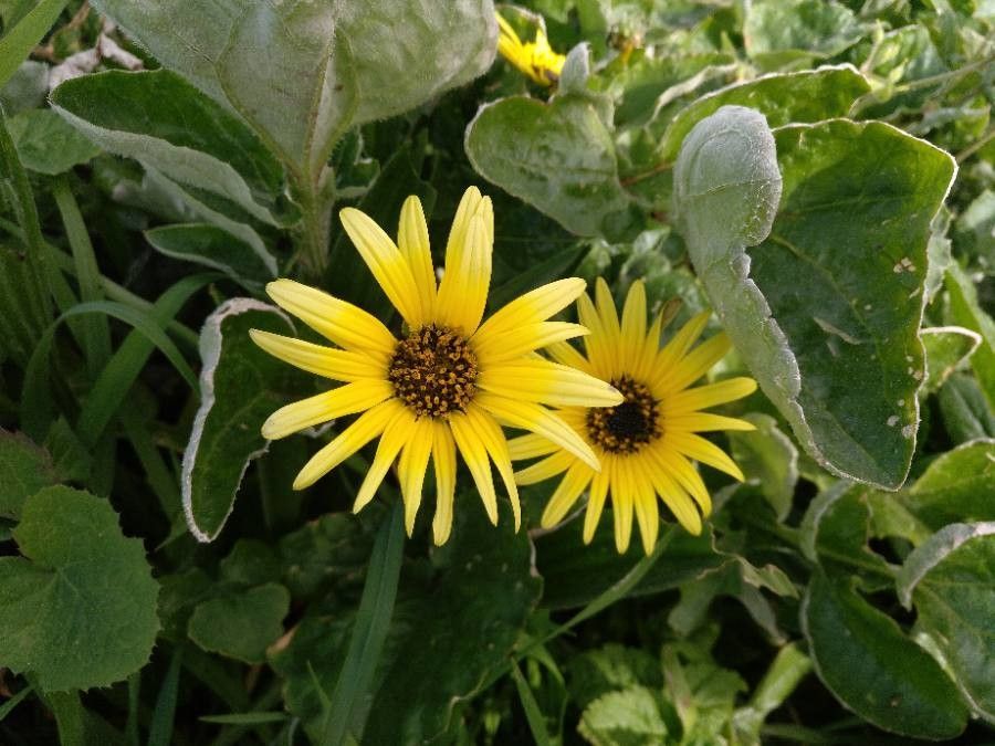 Arctotheca calendula flower