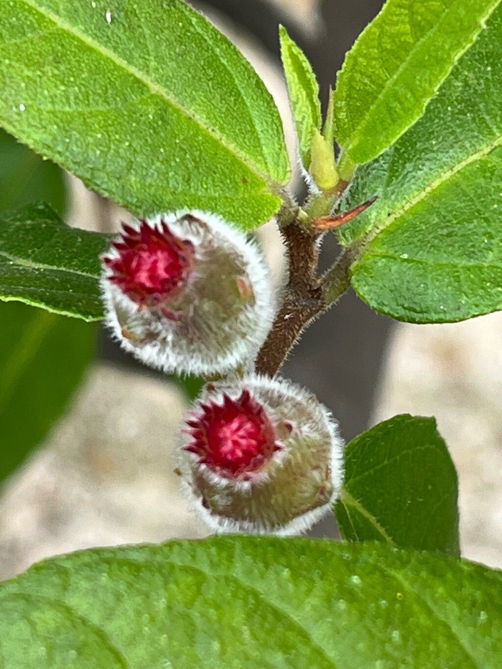 Ficus melinocarpa flower