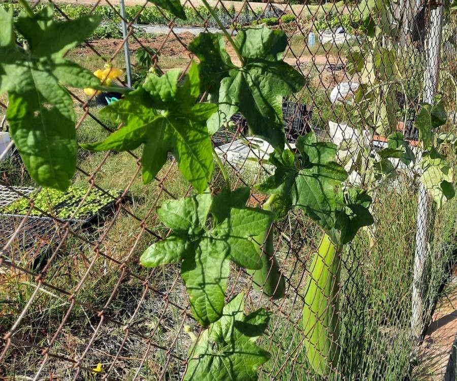 Luffa aegyptiaca