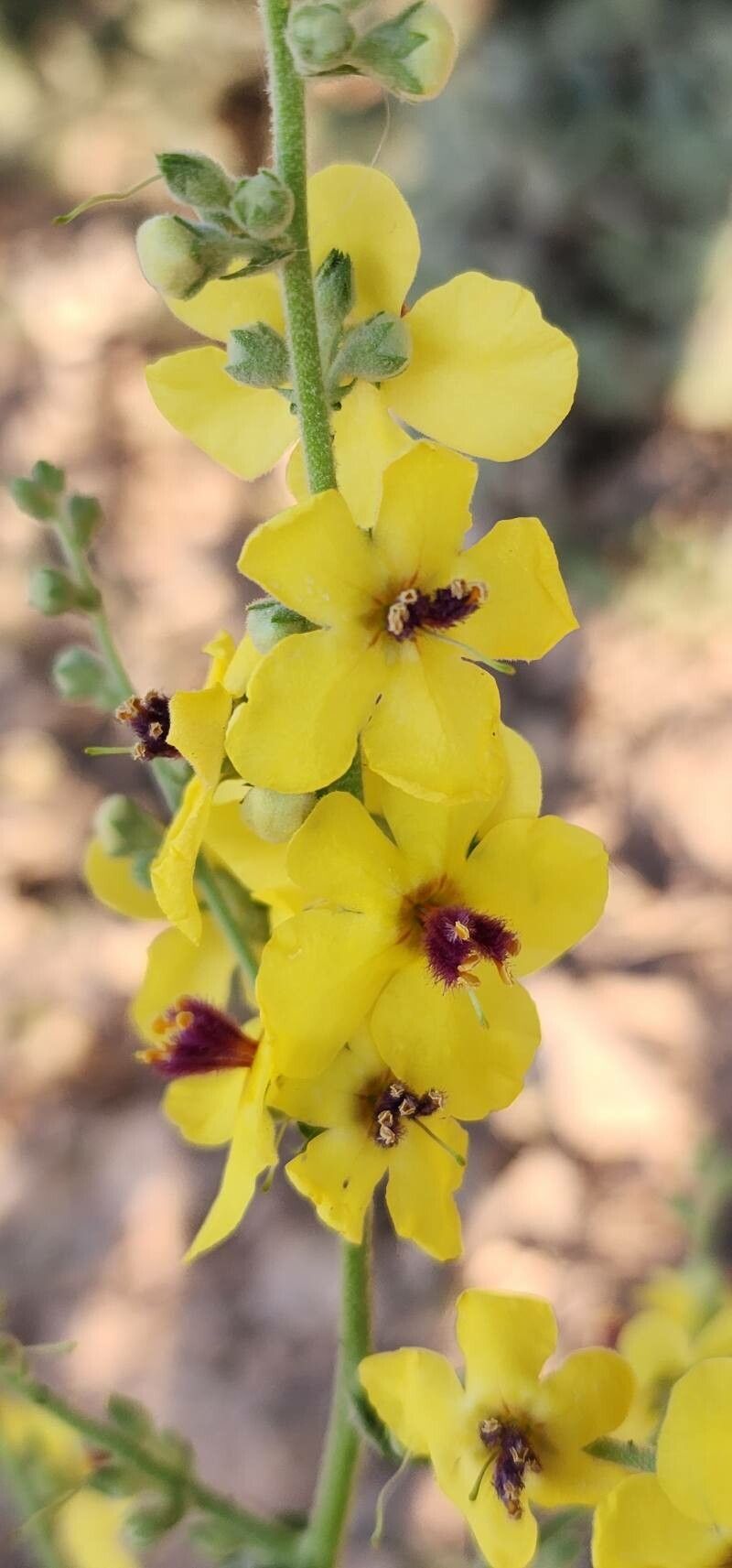 Verbascum cheiranthifolium flower
