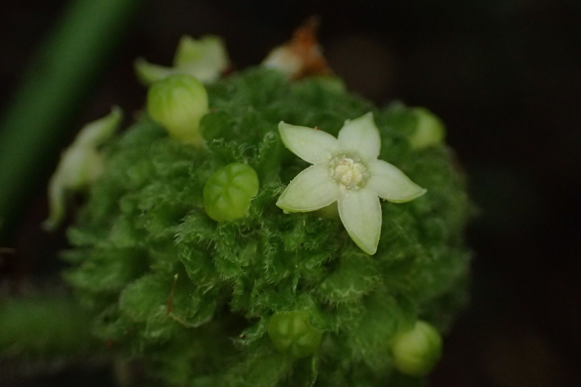 Psychotria tchoutoi flower