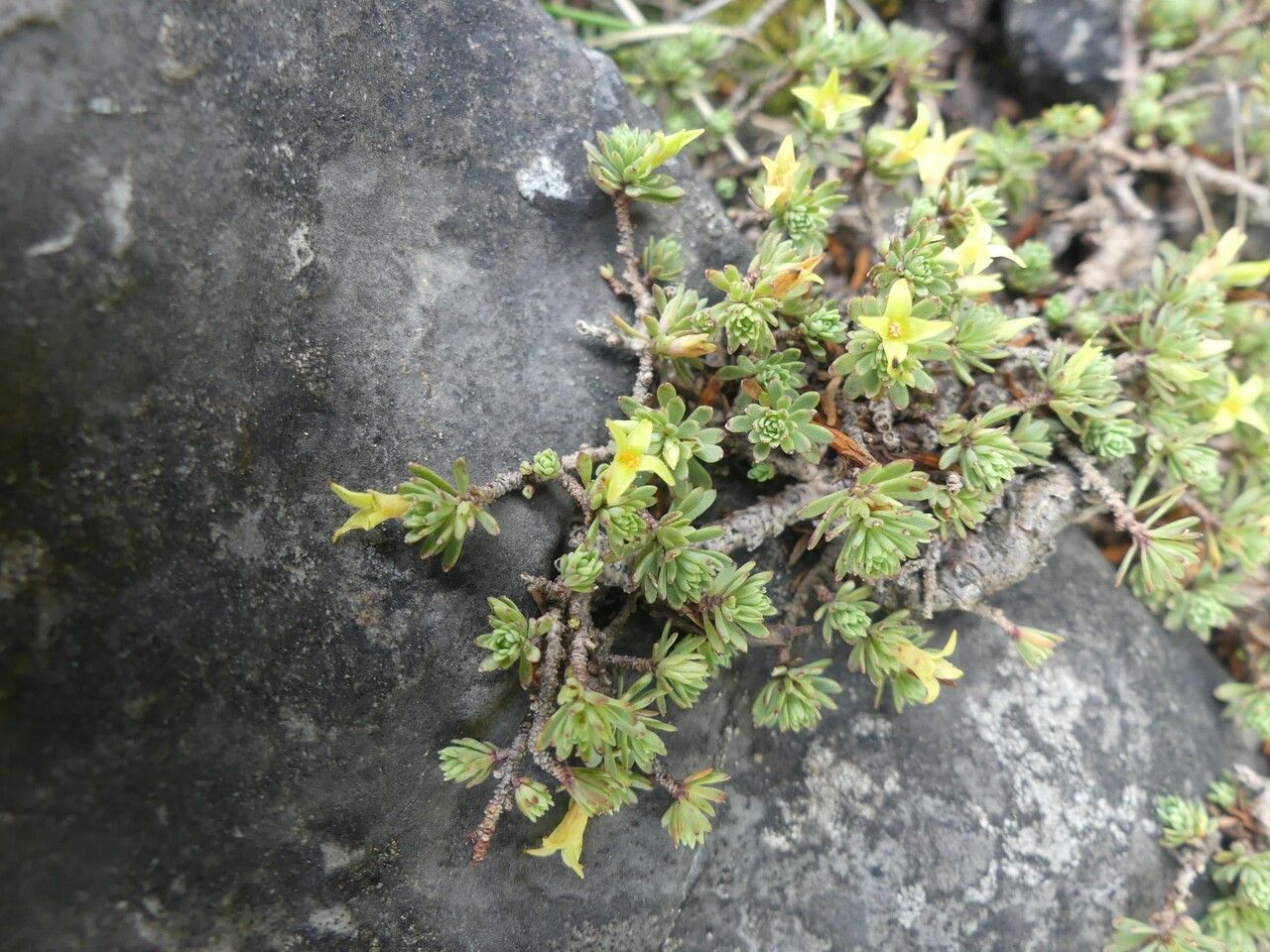 Thymelaea dioica flower